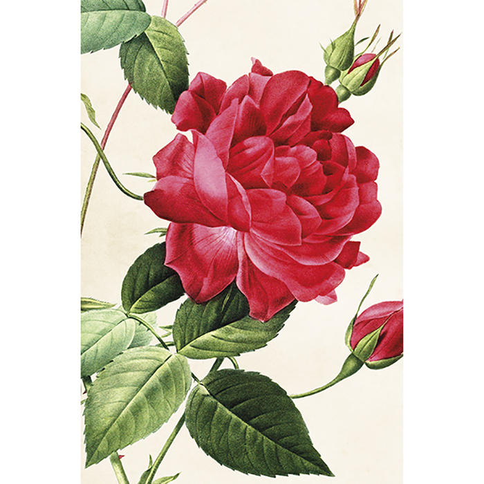 Vintage postikortti Ruusu